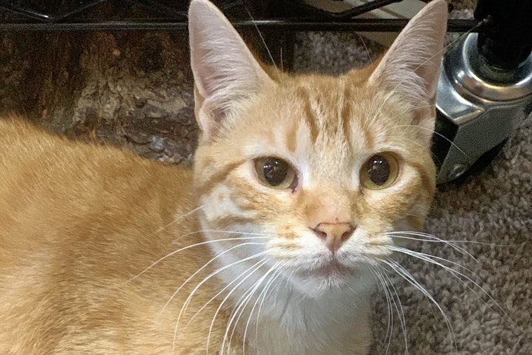 Breaking mews: 7 charming cats to adopt now in Oklahoma City