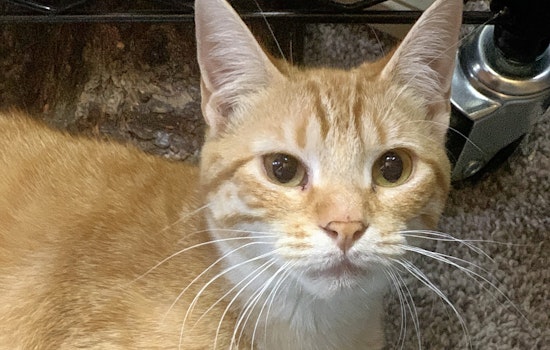 Breaking mews: 7 charming cats to adopt now in Oklahoma City