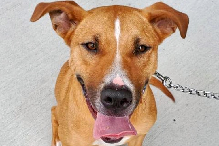 Weekly pup-date: 6 cuddly canines to adopt now in Jacksonville