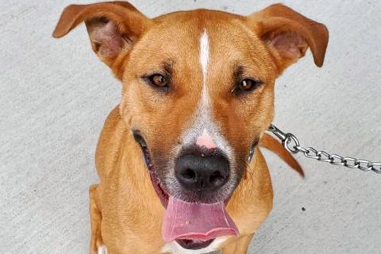 Weekly pup-date: 6 cuddly canines to adopt now in Jacksonville