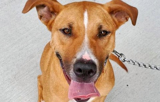 Weekly pup-date: 6 cuddly canines to adopt now in Jacksonville