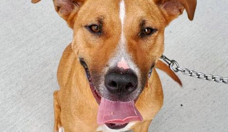 Weekly pup-date: 6 cuddly canines to adopt now in Jacksonville