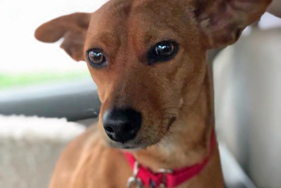 Seeking a forever home: 6 delightful doggies to adopt now in Portland