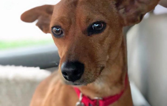 Seeking a forever home: 6 delightful doggies to adopt now in Portland