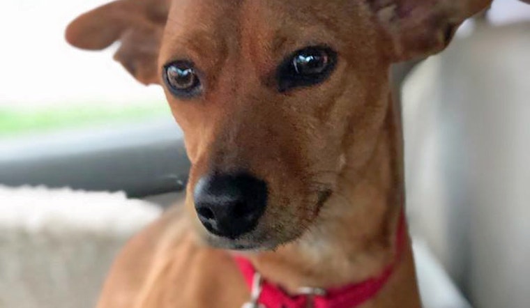 Seeking a forever home: 6 delightful doggies to adopt now in Portland