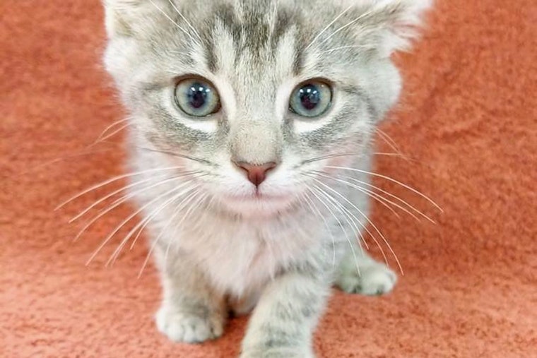 Cuteness overload: 4 cuddly kittens to adopt now in Raleigh