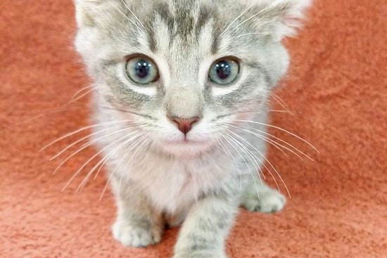 Cuteness overload: 4 cuddly kittens to adopt now in Raleigh