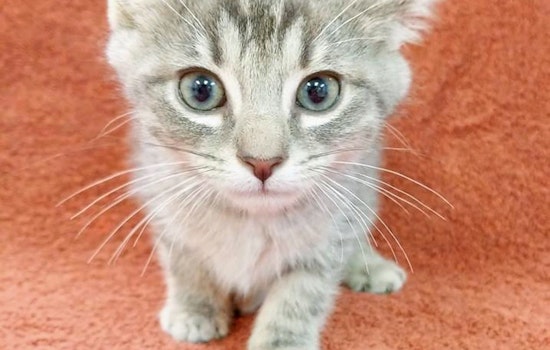 Cuteness overload: 4 cuddly kittens to adopt now in Raleigh