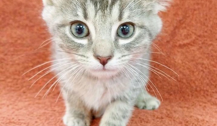 Cuteness overload: 4 cuddly kittens to adopt now in Raleigh