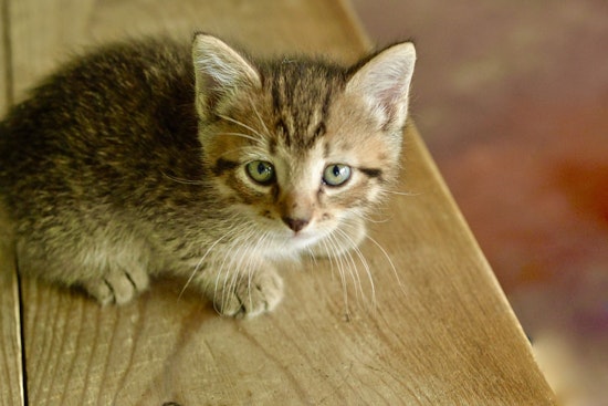 Cuteness overload: 7 cuddly kittens to adopt now in San Antonio