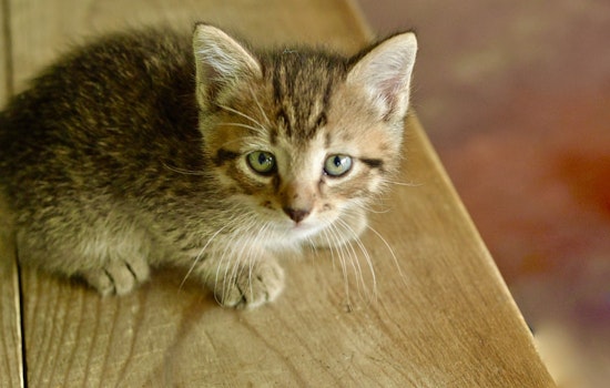 Cuteness overload: 7 cuddly kittens to adopt now in San Antonio