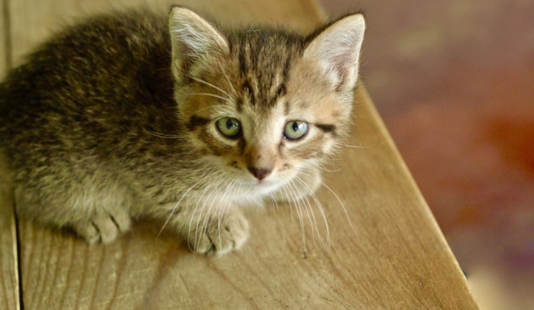 Cuteness overload: 7 cuddly kittens to adopt now in San Antonio