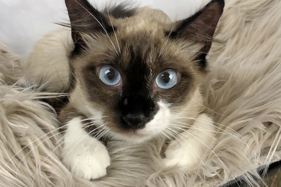 Breaking mews: 6 lovable kitties to adopt now in Houston
