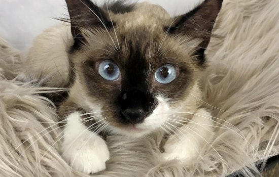 Breaking mews: 6 lovable kitties to adopt now in Houston