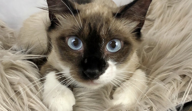 Breaking mews: 6 lovable kitties to adopt now in Houston