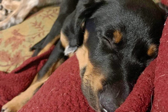 Seeking a forever home: 5 precious puppies to adopt now in Philadelphia