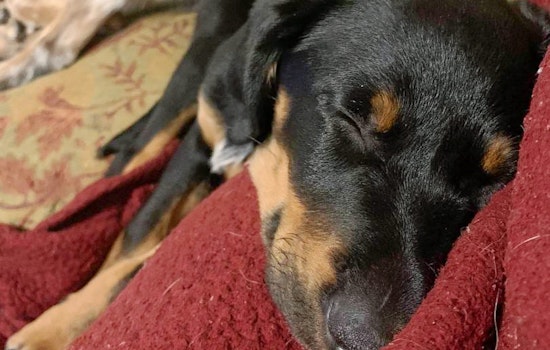 Seeking a forever home: 5 precious puppies to adopt now in Philadelphia