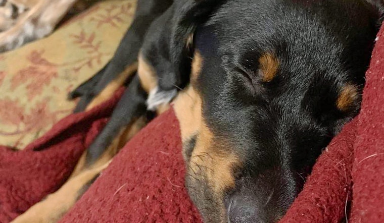 Seeking a forever home: 5 precious puppies to adopt now in Philadelphia