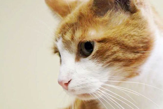 Your daily dose of cute: 5 furry felines to adopt now in Washington