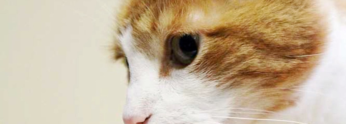 Your daily dose of cute: 5 furry felines to adopt now in Washington
