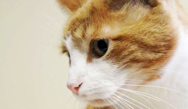 Your daily dose of cute: 5 furry felines to adopt now in Washington