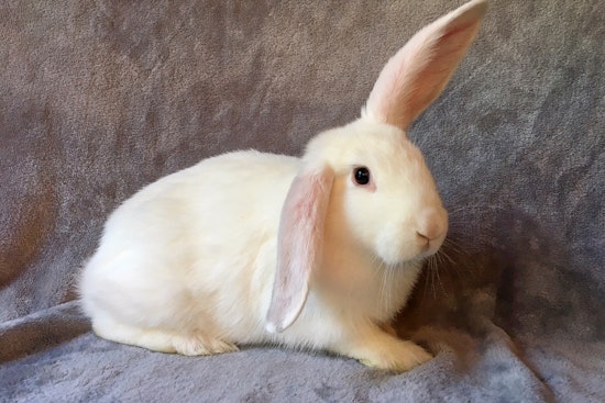 Your daily dose of cute: 7 charming pets to adopt now in Sacramento