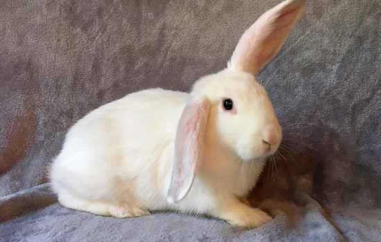 Your daily dose of cute: 7 charming pets to adopt now in Sacramento