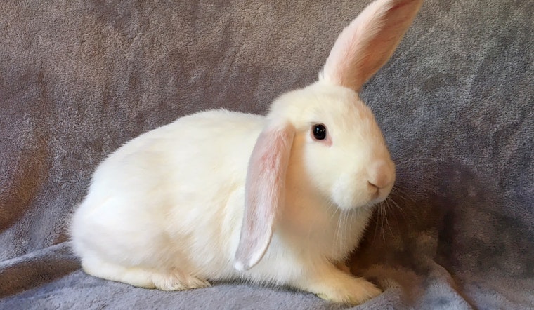 Your daily dose of cute: 7 charming pets to adopt now in Sacramento