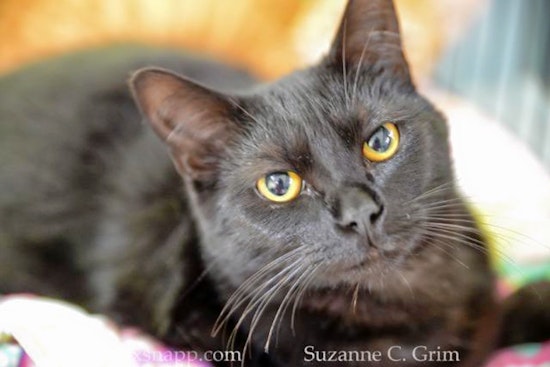 Seeking a forever home: 6 charming cats to adopt now in New Orleans