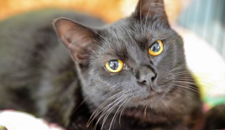 Seeking a forever home: 6 charming cats to adopt now in New Orleans