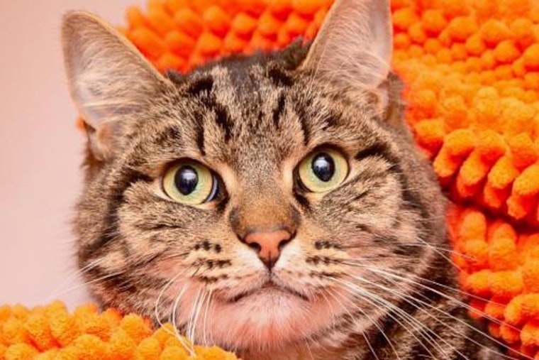 Cuteness overload: 6 charming cats to adopt now in Los Angeles