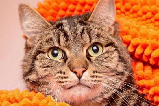 Cuteness overload: 6 charming cats to adopt now in Los Angeles