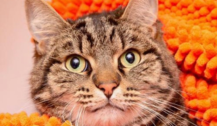 Cuteness overload: 6 charming cats to adopt now in Los Angeles