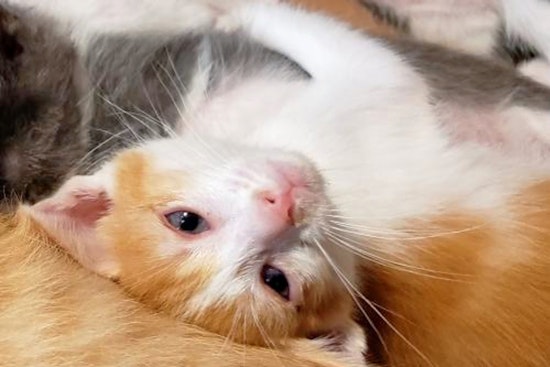 Daily dose of cute: 6 cute kitties to adopt now in Austin