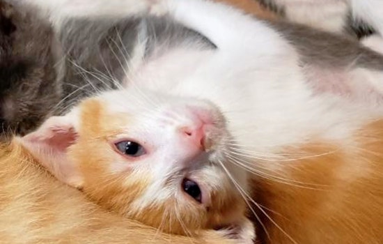 Daily dose of cute: 6 cute kitties to adopt now in Austin