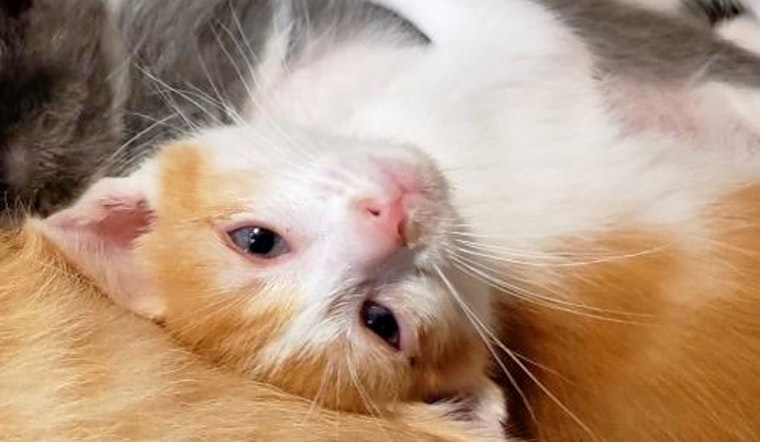 Daily dose of cute: 6 cute kitties to adopt now in Austin