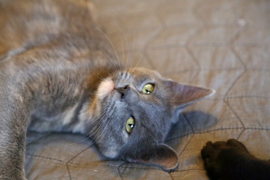Breaking mews: 7 cool kitties to adopt now in Albuquerque