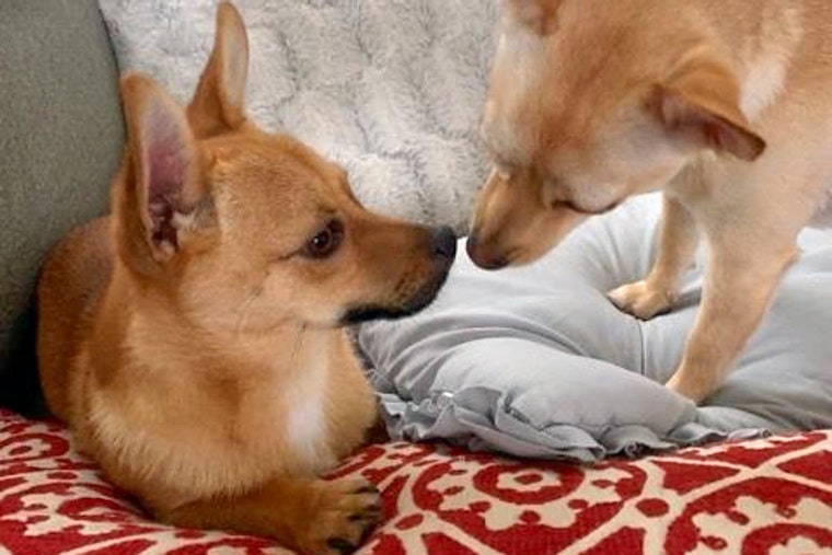 Seeking a forever home: 5 perfect pups to adopt now in Arlington