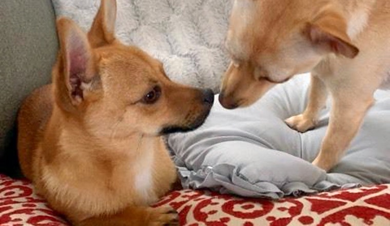 Seeking a forever home: 5 perfect pups to adopt now in Arlington