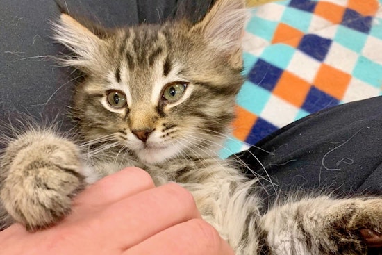 Cuteness overload: 6 cuddly kittens to adopt now in Atlanta