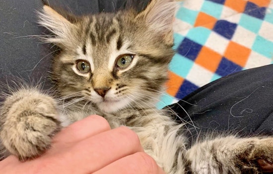 Cuteness overload: 6 cuddly kittens to adopt now in Atlanta