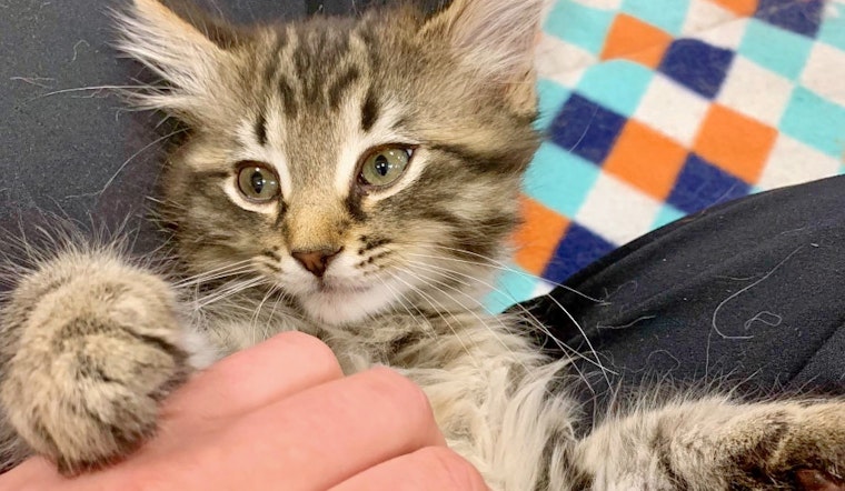 Cuteness overload: 6 cuddly kittens to adopt now in Atlanta