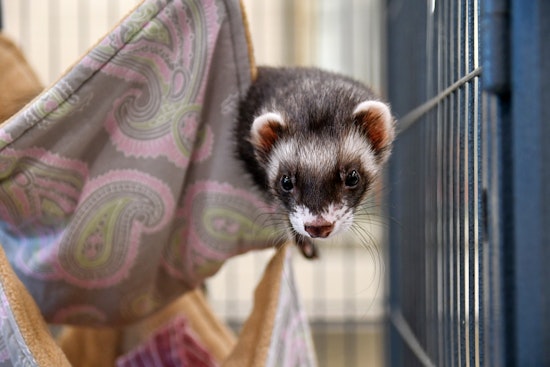 Seeking a forever home: 5 charming pets to adopt now in Boston