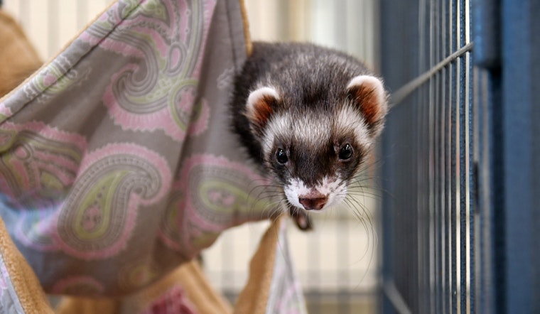 Seeking a forever home: 5 charming pets to adopt now in Boston