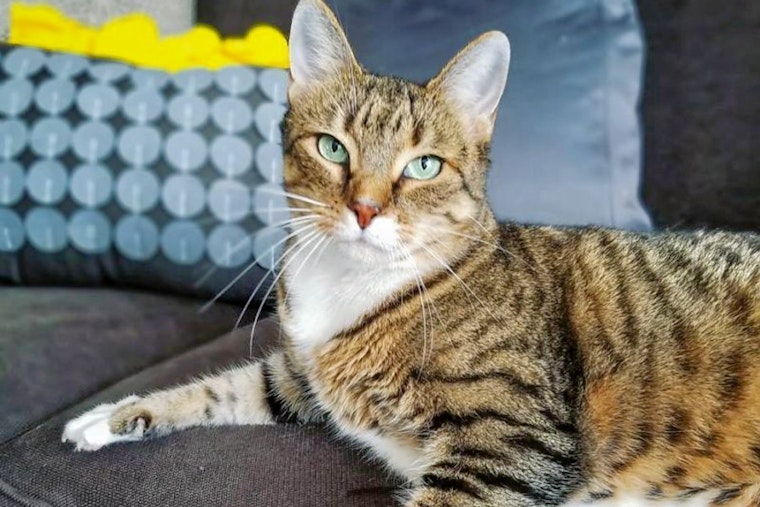 Seeking a forever home: 5 cool kitties to adopt now in Charlotte