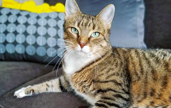 Seeking a forever home: 5 cool kitties to adopt now in Charlotte