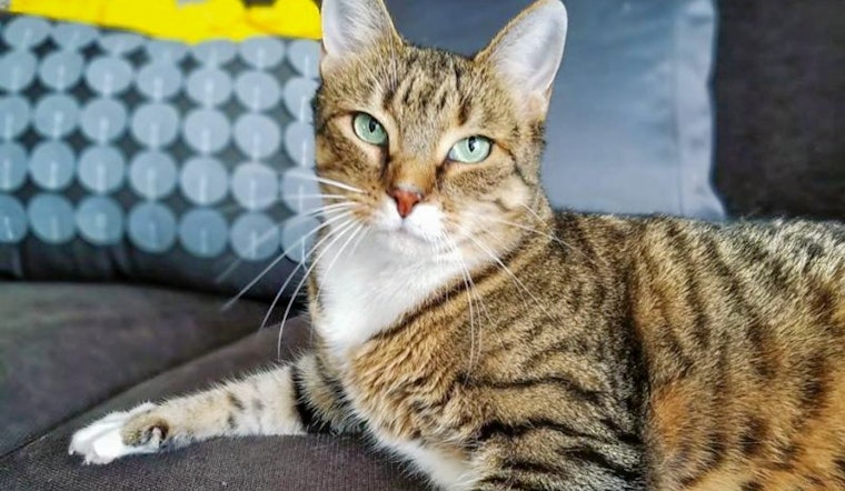 Seeking a forever home: 5 cool kitties to adopt now in Charlotte