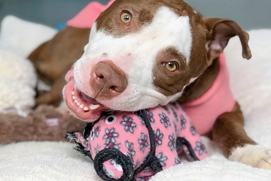 Weekly pup-date: 7 lovable pups to adopt now in Chicago
