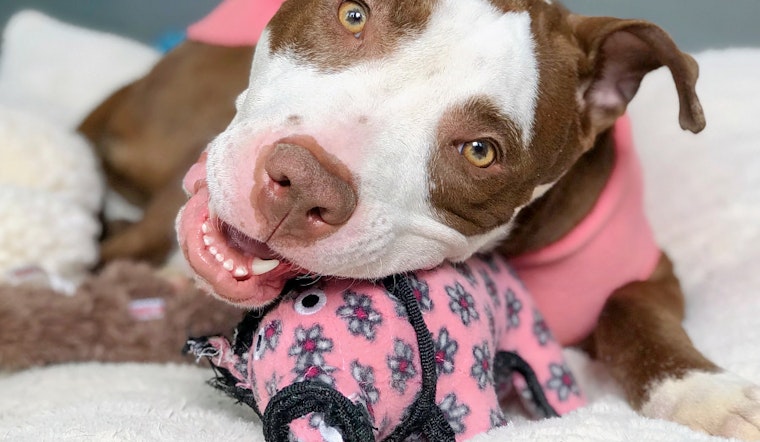 Weekly pup-date: 7 lovable pups to adopt now in Chicago