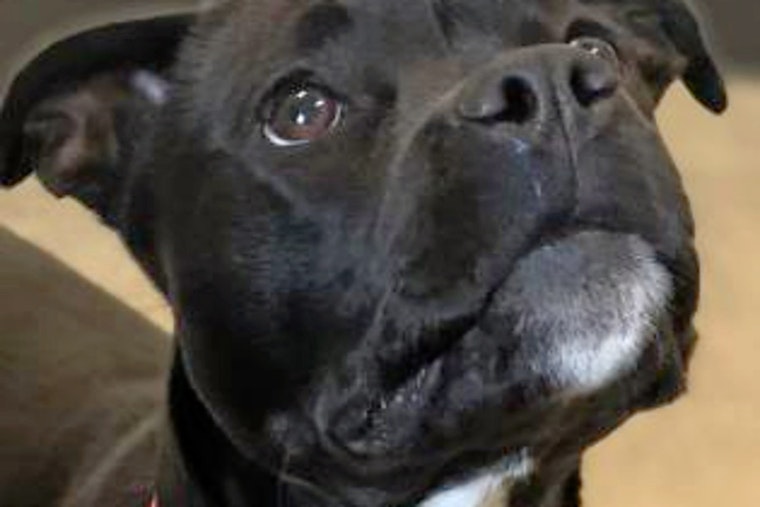 Cuteness overload: 4 adorable pups to adopt now in Cleveland